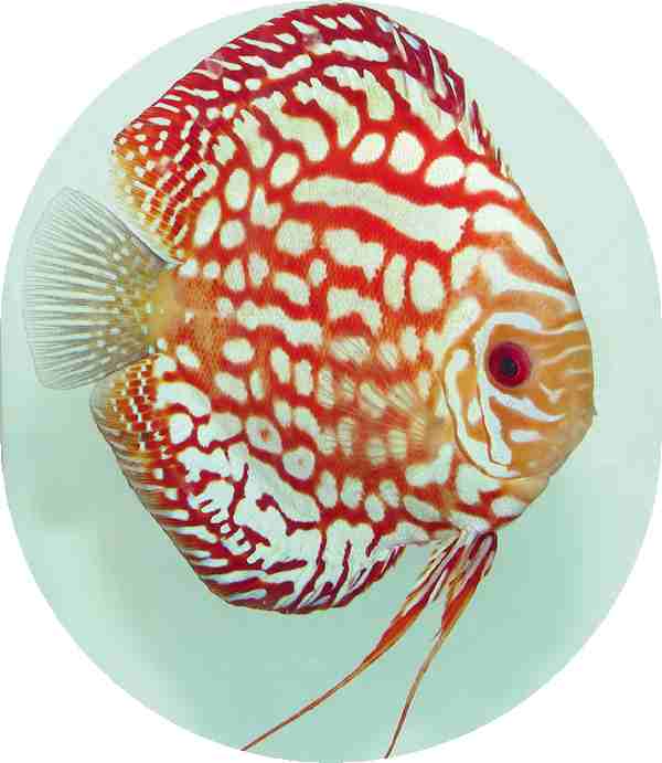 Fire Dragon Discus Fish - 3-3.5 inch